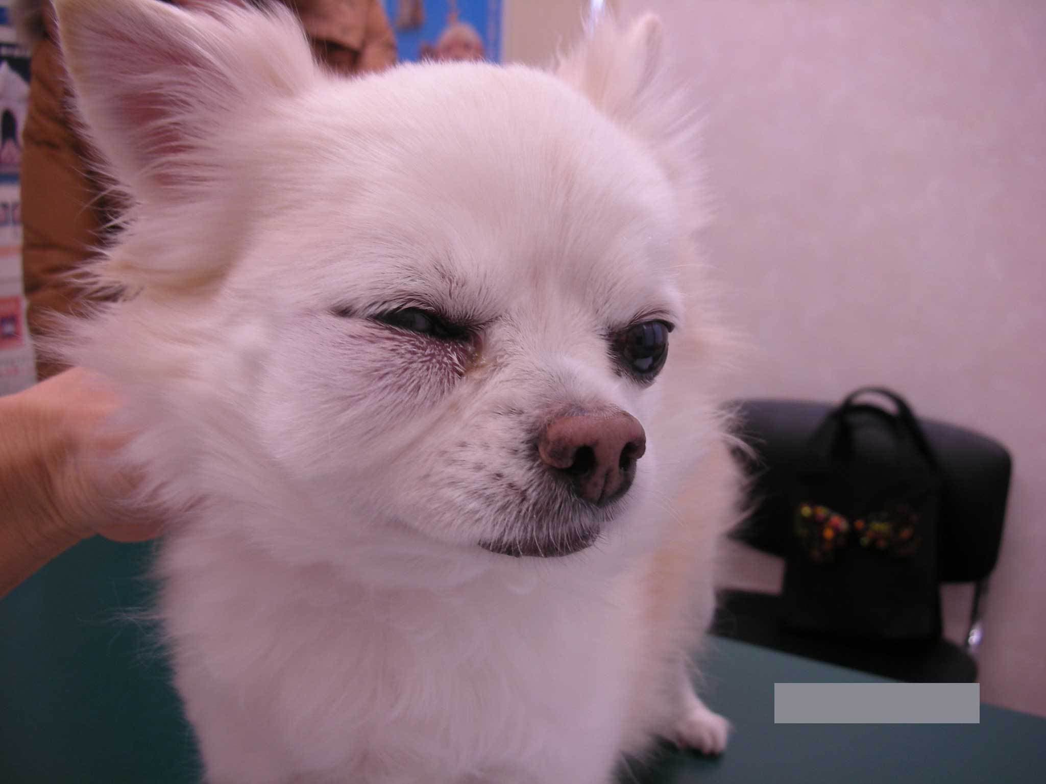 代表的な症例 ハヤシ犬猫病院